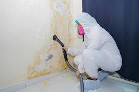 Best Mold Odor Removal Services in Schulenburg, TX